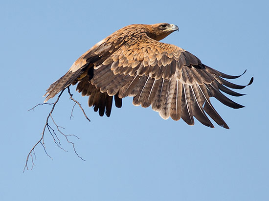 Tawny Eagle carrying branch